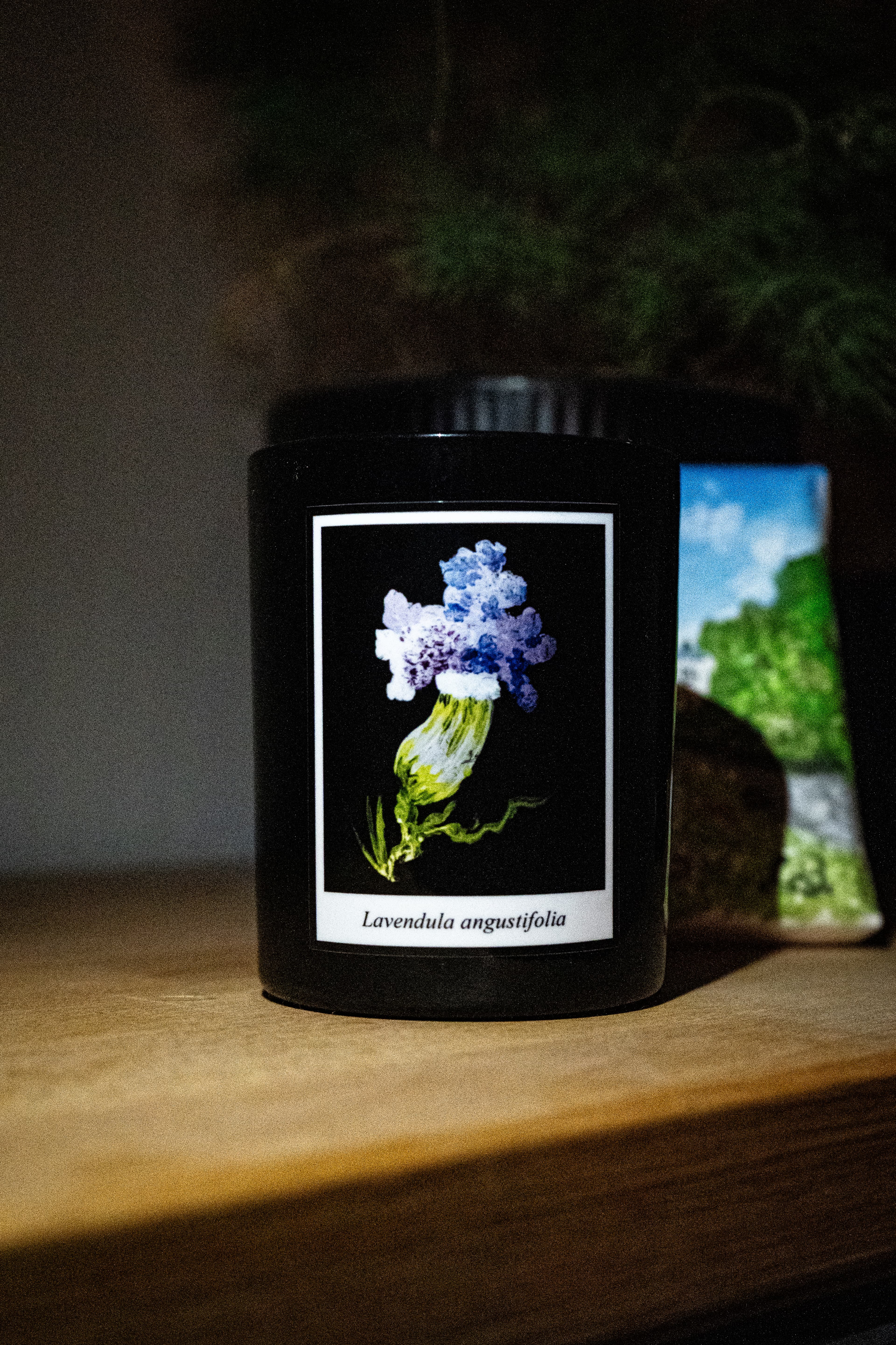 Lavendula angustifolia Lavendelkerze